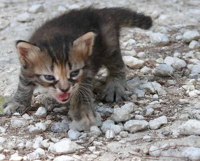 a small kitten angrily arching his back and hissing. the floor is covered in rocks.